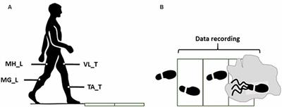 Do Walking Muscle Synergies Influence Propensity of Severe Slipping?